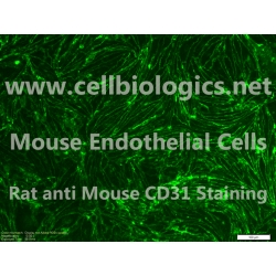 C57BL/6-GFP Mouse Primary Vein Endothelial Cells